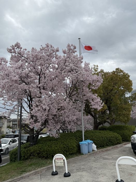 A large cherry tree in bloom with the Japanese flag flying behind it