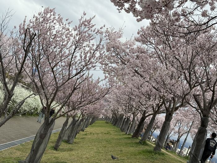 A path lined with cherry trees in full bloom under a grey sky